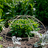 Plant Cage (Large) in Antiqued Brass