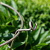 Peony Plant Support in Antiqued Brass