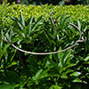 Peony Plant Support in Antiqued Brass