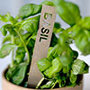 Basil Herb Stake in Antiqued Brass