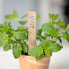 Mint Herb Stake in Antiqued Brass