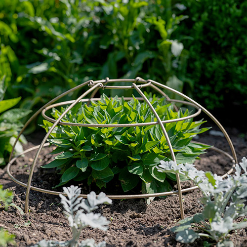 Large Plant Cage