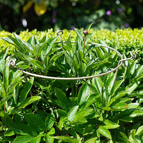 Peony Plant Support